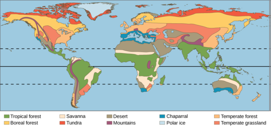 A world map shows the eight major biomes, polar ice caps, and mountains. Tropical forests, deserts and savannas are found primarily in South America, Africa and Australia. Tropical forests also dominate southeast Asia. Deserts dominate the Middle East and are found in the southwestern United States. Temperate forests dominate the eastern United States, Europe and Eastern Asia. Temperate grasslands dominate the midwestern United States and parts of Asia, and are also found in South America. Boreal forest is found in northern Canada, Europe and Asia, and tundra exists to the north of the boreal forests. Mountainous regions run the length of North and South America, and are found in northern India, Africa and parts of Europe. Polar ice covers Greenland and Antarctica, the latter is not shown on the map.