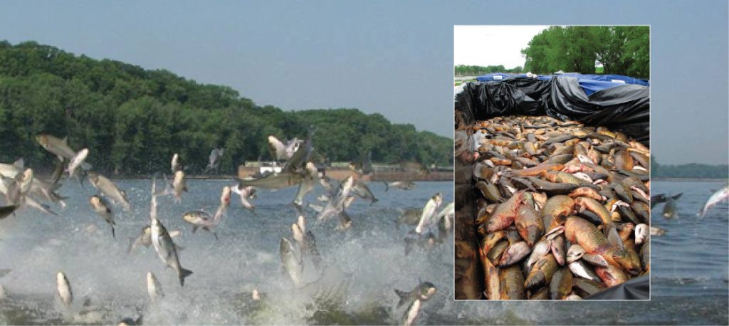 Large photo shows many big fish jumping out of the water, and inset photo shows a portion of a boat filled with dead fish.