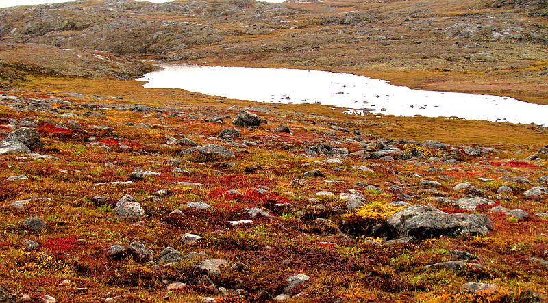 A picture containing outdoor, grass, tundra, mountain