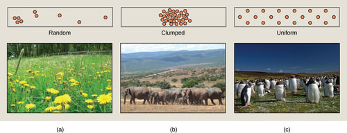 Photo (a) shows a field of dandelions whose seeds are dispersed by wind, resulting in a random distribution patter. Photo (b) shows elephants, which travel in herds resulting in a clumped distribution pattern. Photo (c) shows penguins, which maintain a defined territory and, therefore, have a uniform distribution.