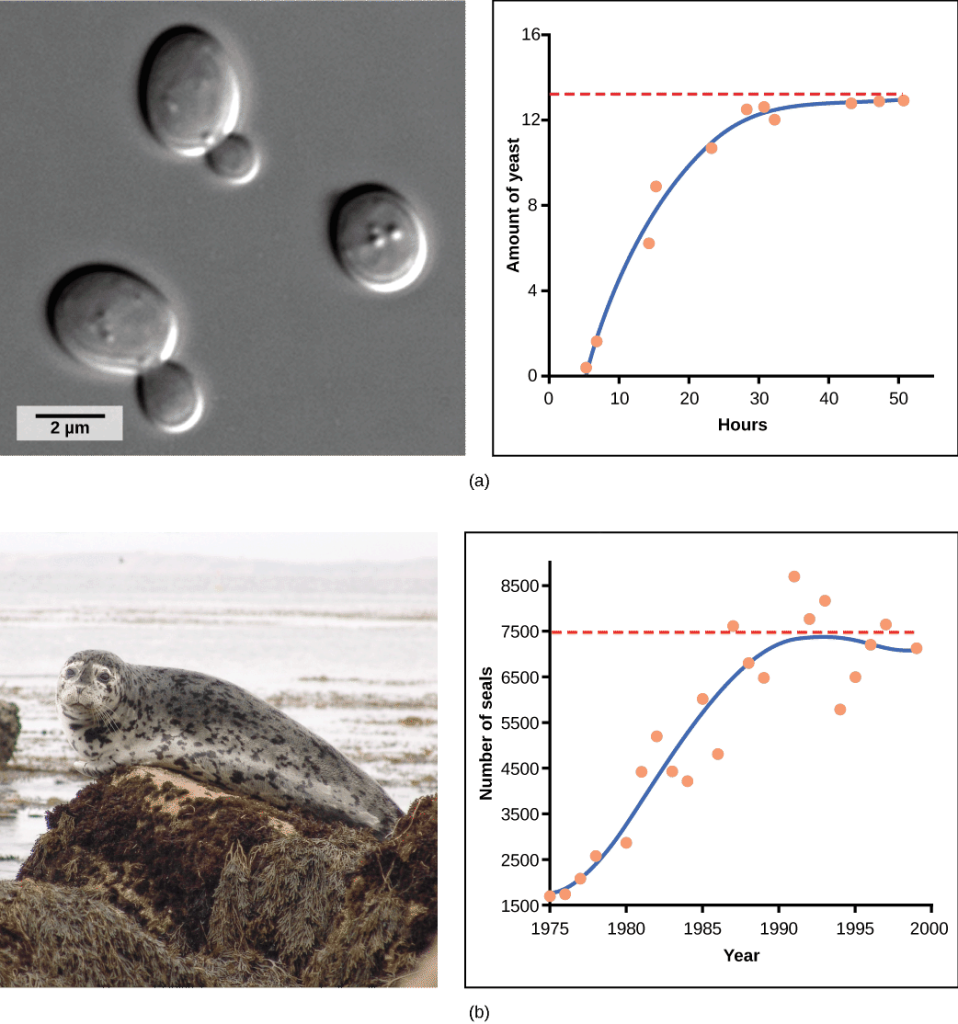 Graph (a) plots amount of yeast versus time of growth in hours. The curve rises steeply, and then plateaus at the carrying capacity. Data points tightly follow the curve. Graph (b) plots the number of harbor seals versus time in years. Again, the curve rises steeply then plateaus at the carrying capacity, but this time there is much more scatter in the data. A micrograph of yeast cells, which are oval in shape, and a photo of a harbor seal are shown.