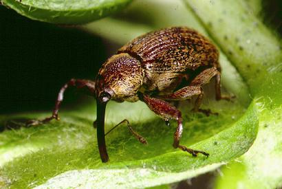 cotton boll weevil