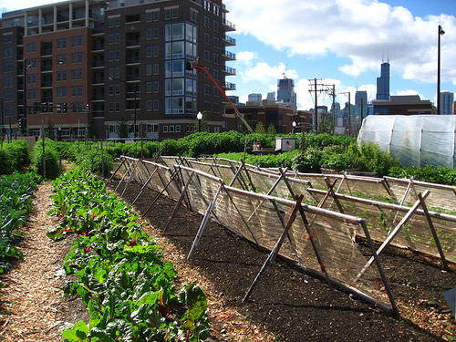 Image of urban farming example in Chicago, Illinois.