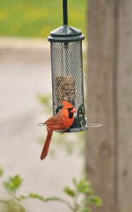 Cardinal visiting a birdfeeder