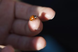 A ladybug crawls on the finger of a child