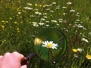Magnifying glass examining a flower in a field of flowers
