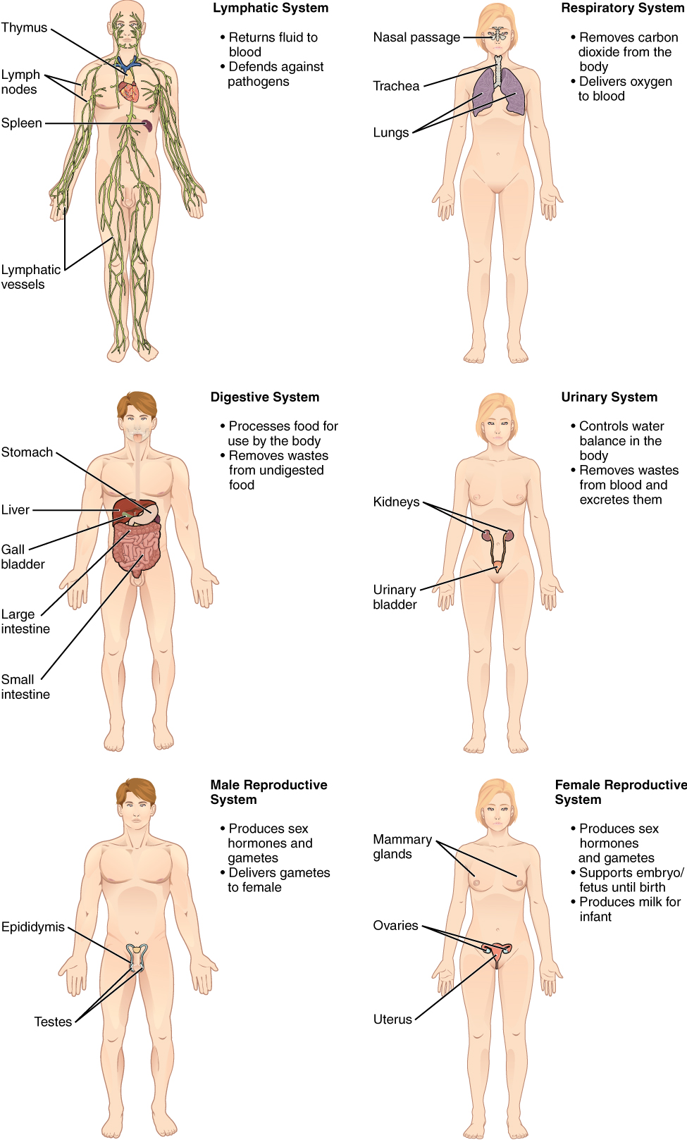 Body Terminology Medical Terminology For Healthcare Professions