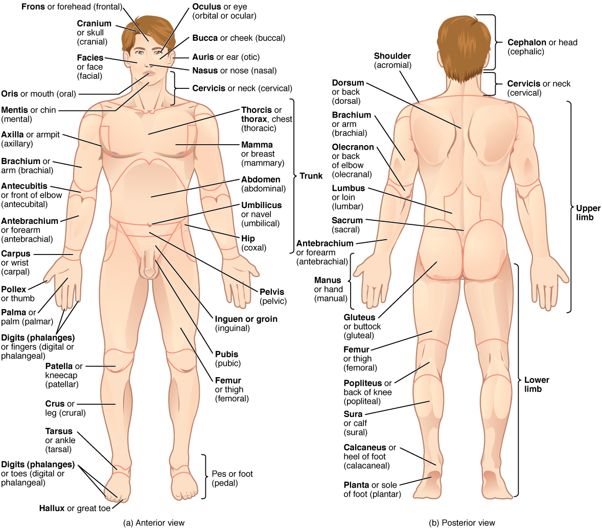 Regions of the human body. Image description available.