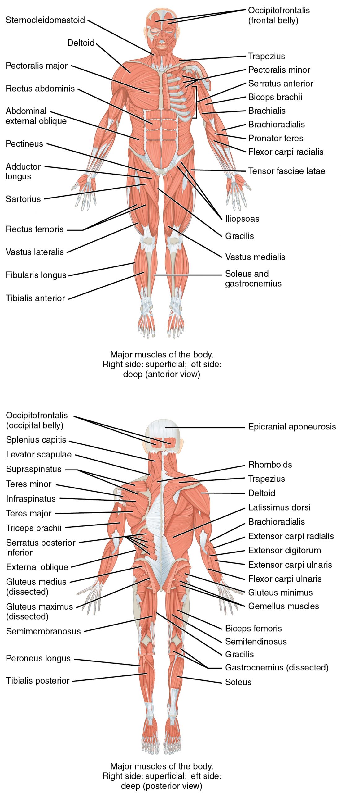 Muscular system. Image description available.