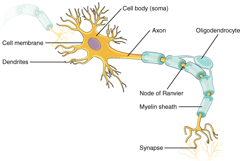 Anatomy of a neuron. Image description available.