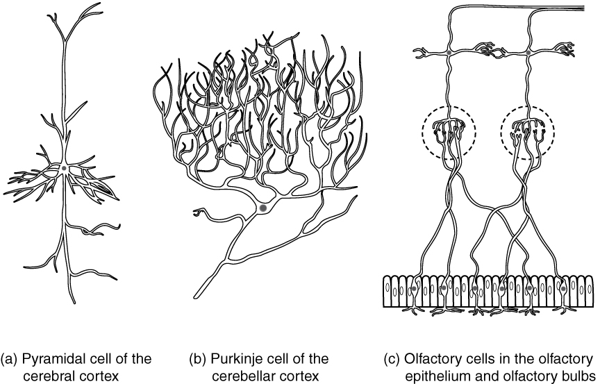Other neuron classifications. Image description available.