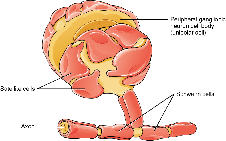 Glial cells of the PNS. Image description available.