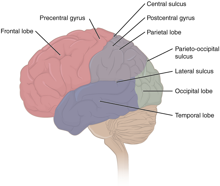 Lateral view of the cerebral cortex. Image description available.