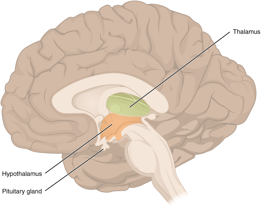 Location of the thalamus, hypothalamus, and pituitary gland in the brain. Image description available.