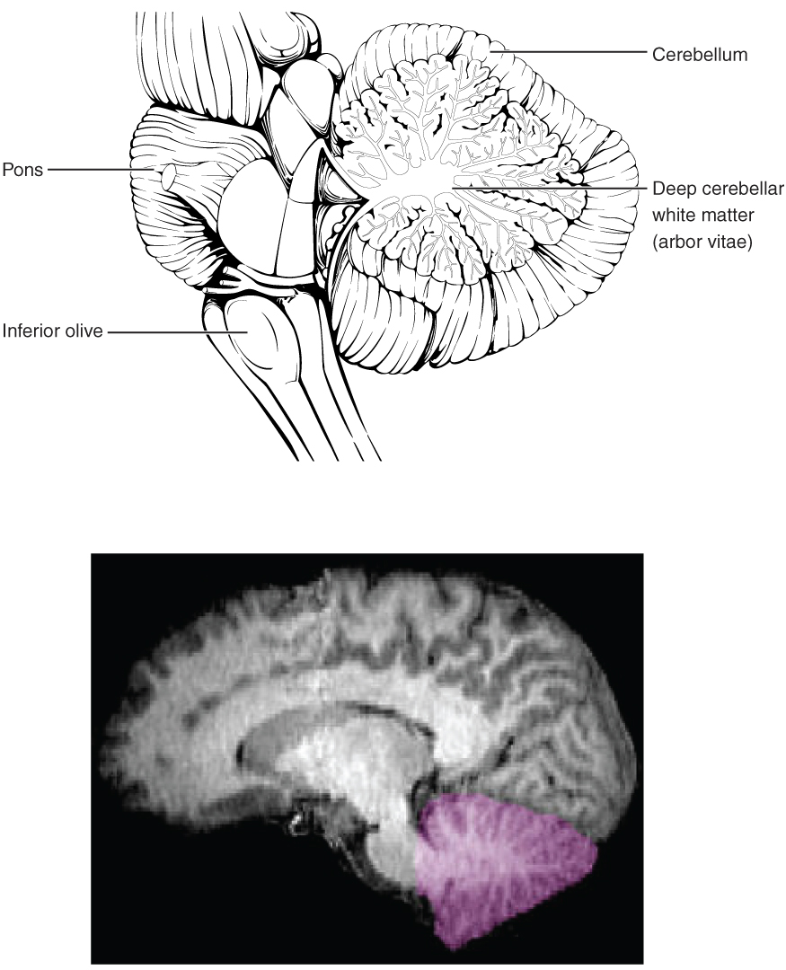 Location of the cerebellum in the brain. Image description available.