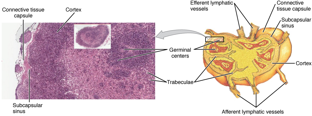 Structure of a lymph node. Image description available.