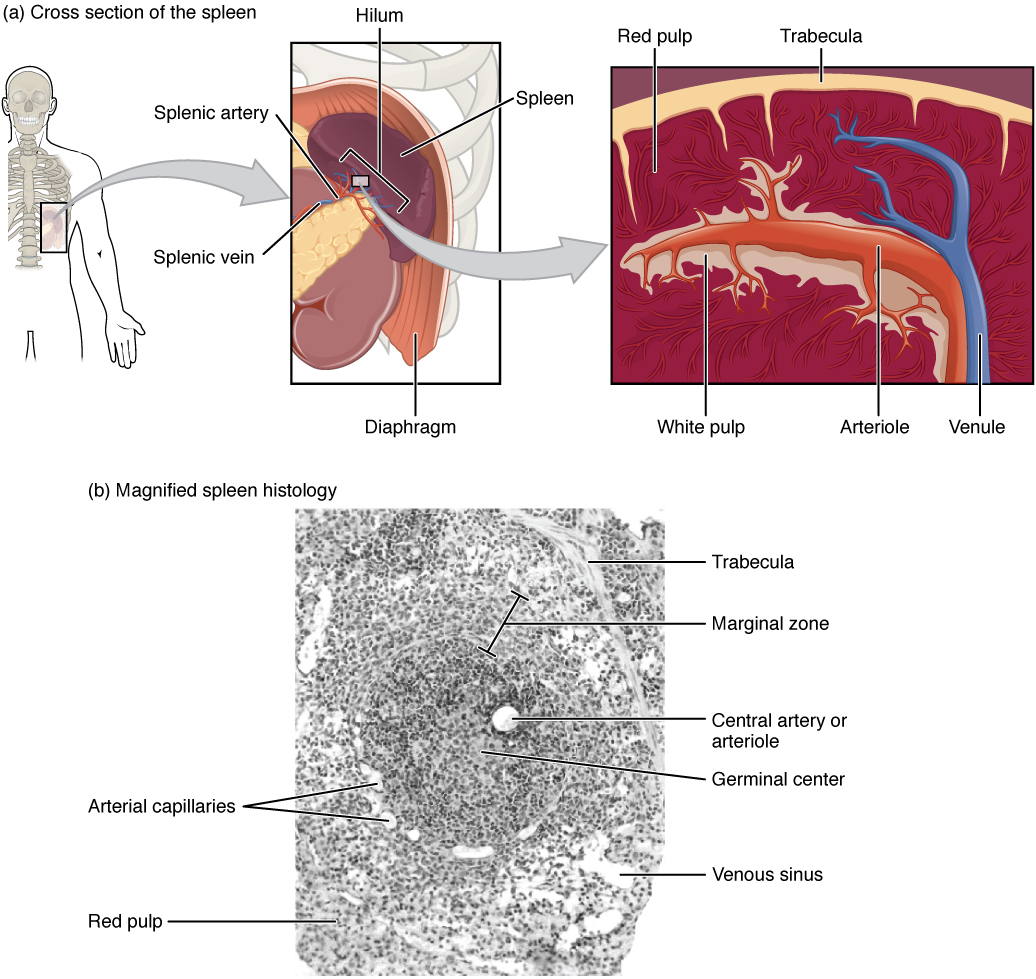 The spleen. Image description available.