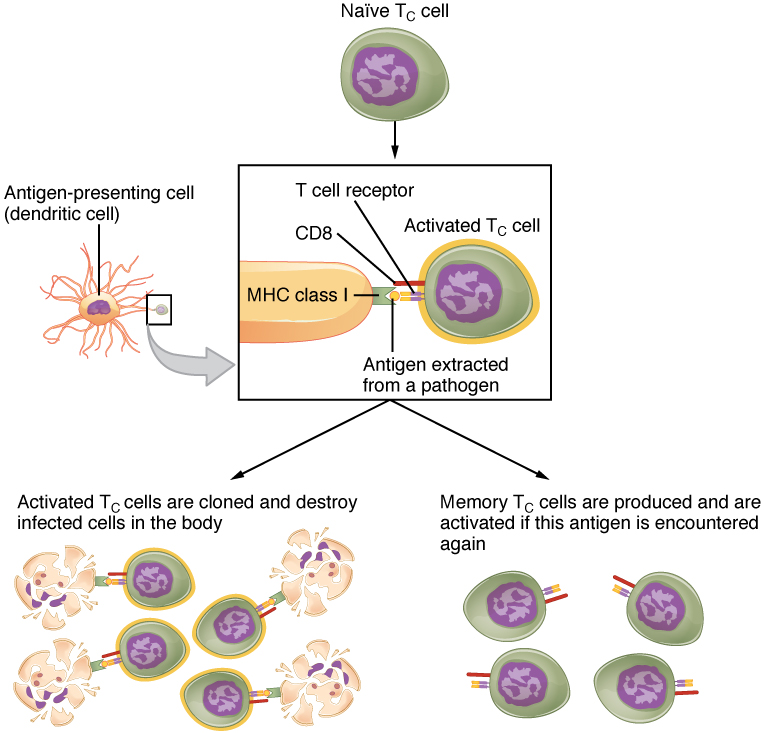 Nnaïve T cell become activated T cells or memory cells. Image description available.