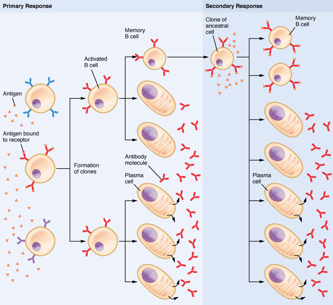 Primary and secondary response B cell immune responses. Image description available.