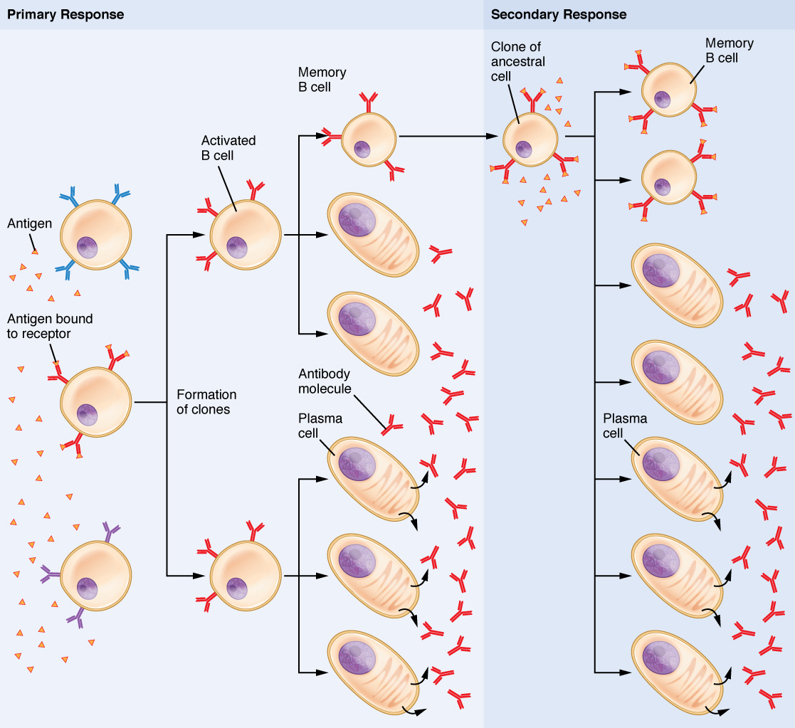 Lymphatic And Immune Systems Medical Terminology For Healthcare Professions