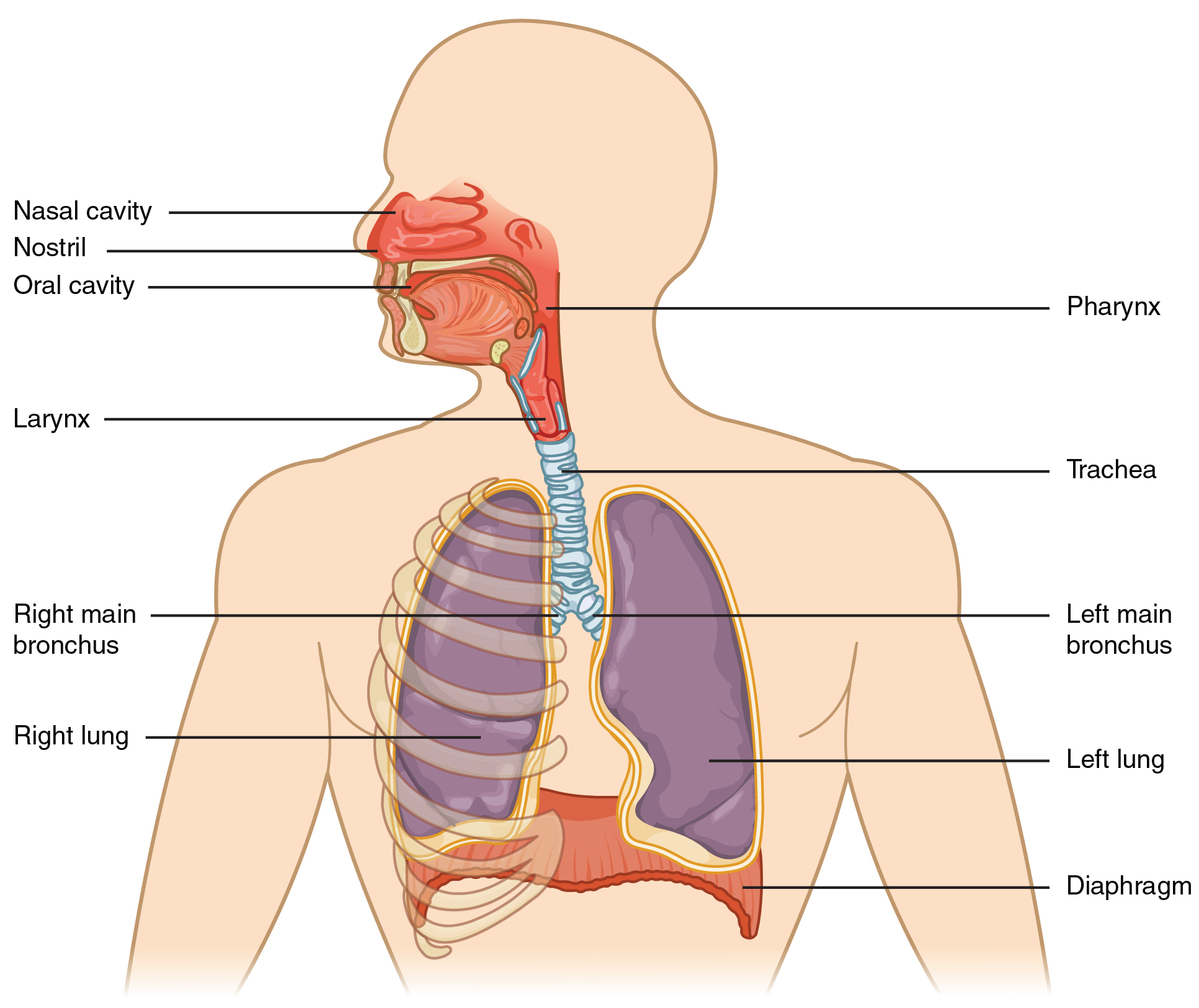 Major respiratory structures. Image description available.