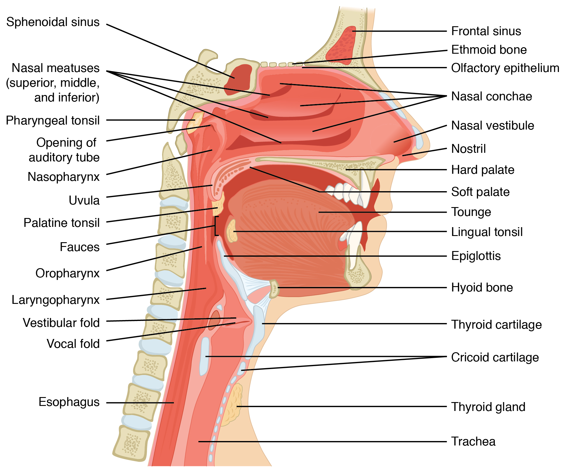 Diagram of the upper airway. Image description available.