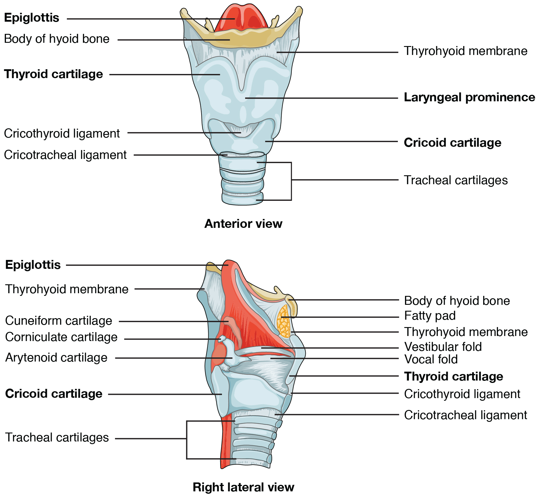Anterior and right lateral view of the larynx. Image description available.