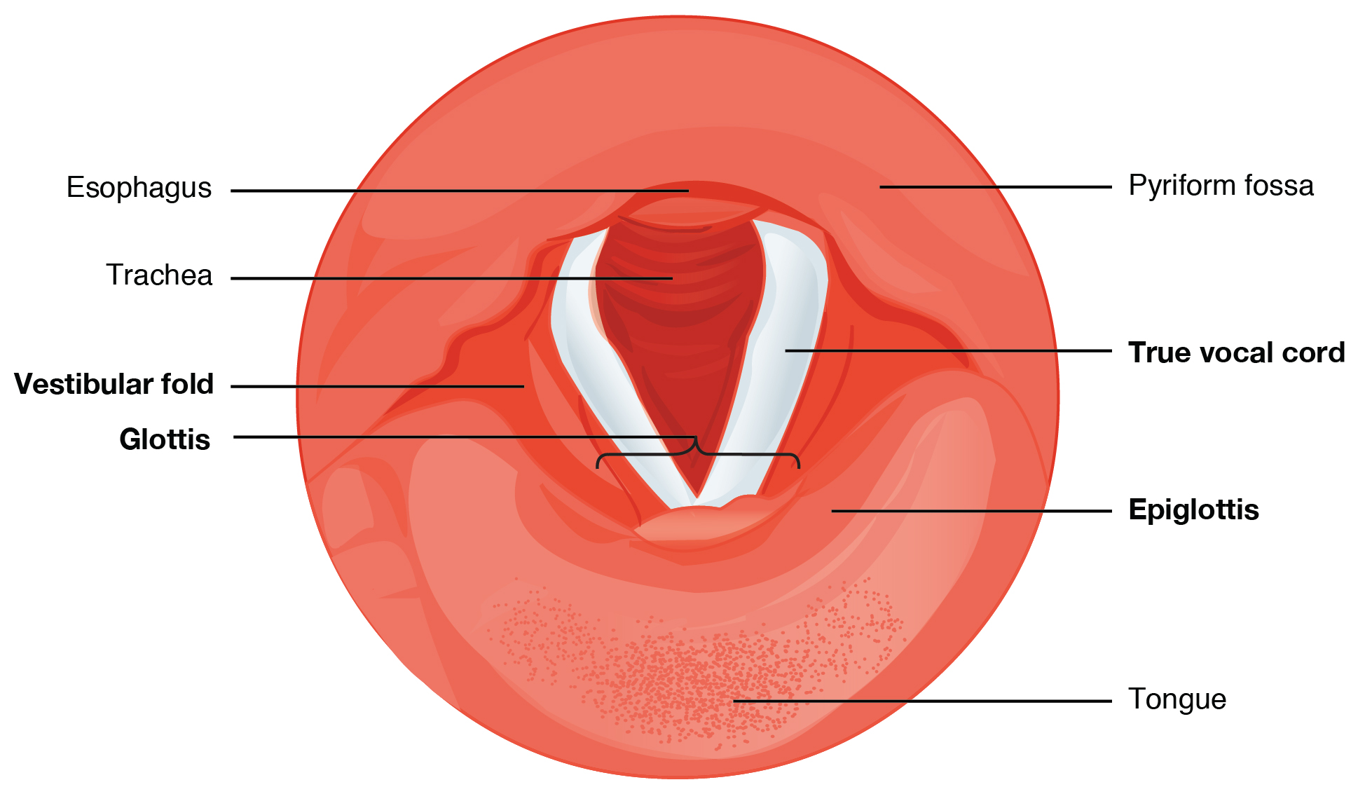 Cross-section of the vocal cords. Image description available.