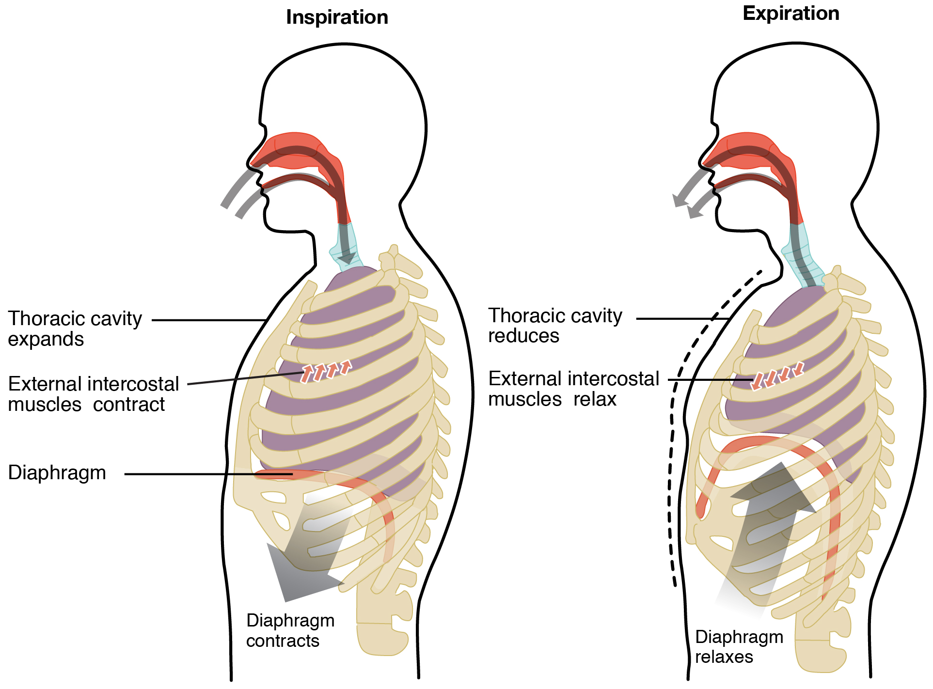 Inspiration and expiration process diagram. Image description available.