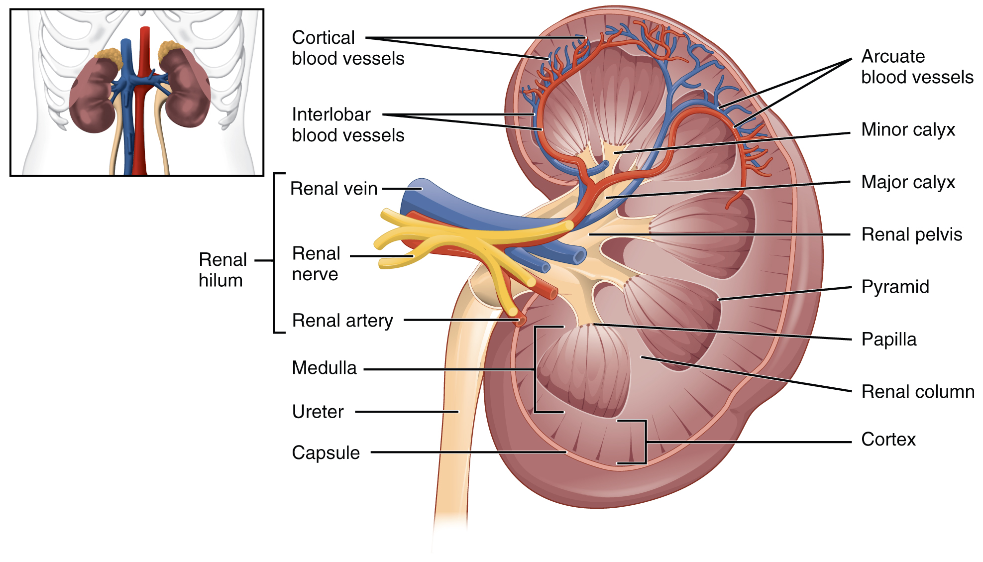 Left kidney diagram. Image description available.