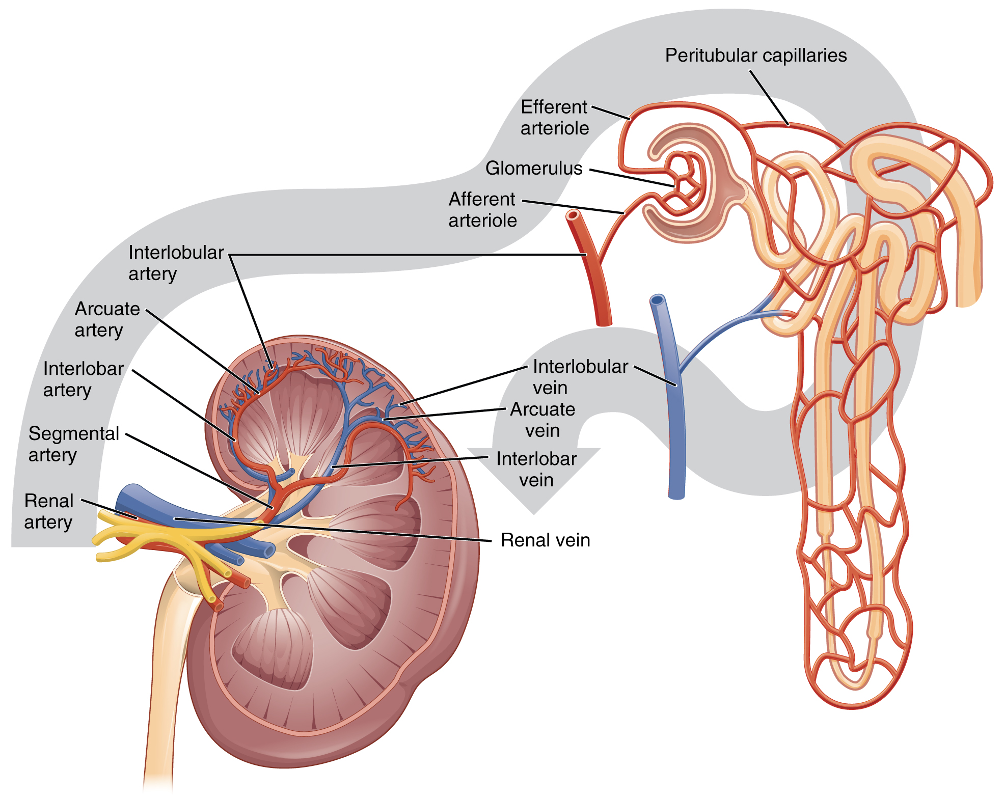 This figure shows the network of blood vessels and the blood flow in the kidneys.