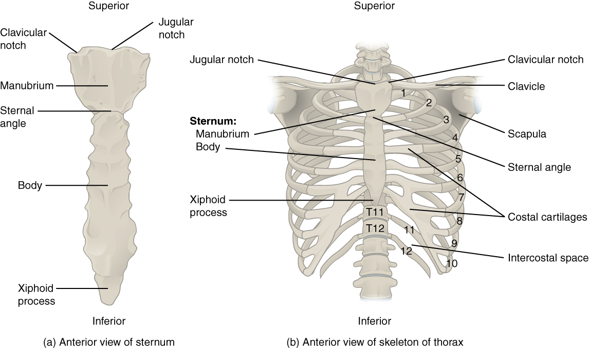 Anterior views of sternum and skeleton of thorax. Image description available.