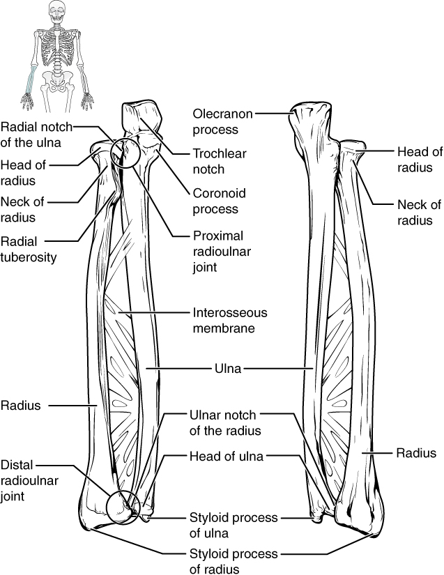 Bones of the lower arm. Image description available.