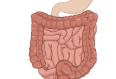 Stomach and intestinal tract.