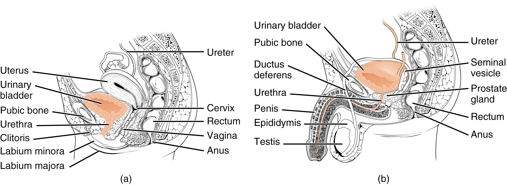 Diagrams of female and male genitalia. Image descriptions available.
