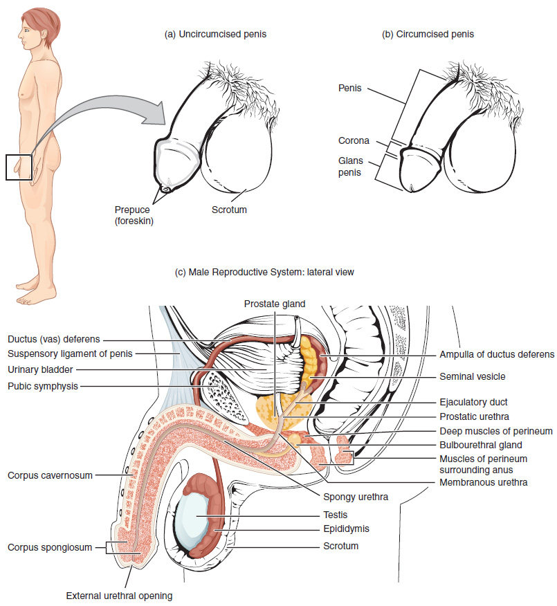 What Is The Male Reproductive Organ Called