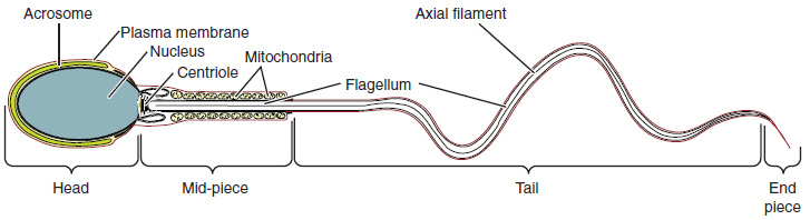 Structure of the sperm cell. Image description available.