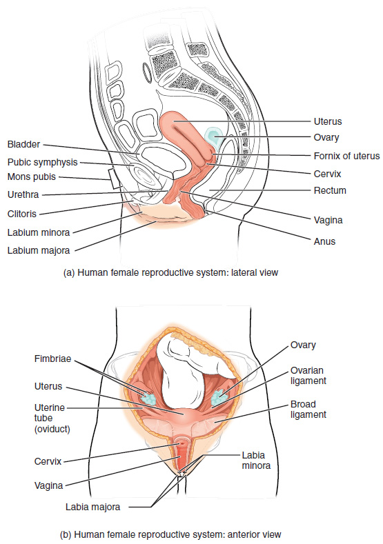 Figure, Anatomy of the female reproductive system.] - PDQ Cancer