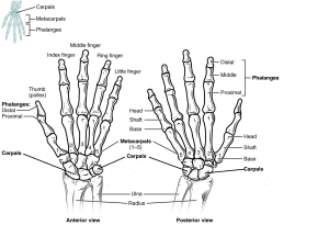 Bones of the hands with labels. Image description available.