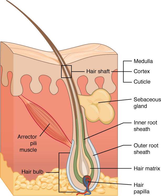 Cross section of a hair follicle. Image description available.