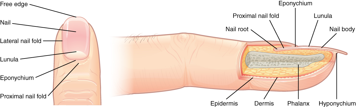 Anatomy of the fingernail. Image description available.