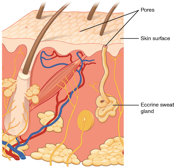 Eccrine sweat gland. Image description available.