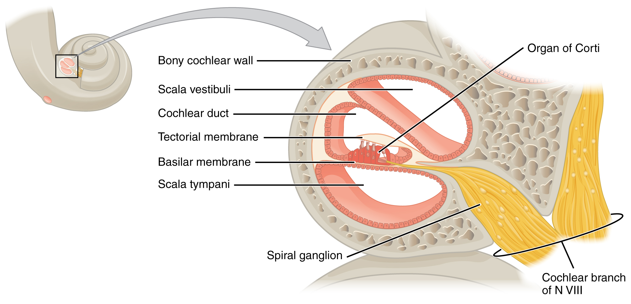 Cross-section of the cochlea. Image description available.