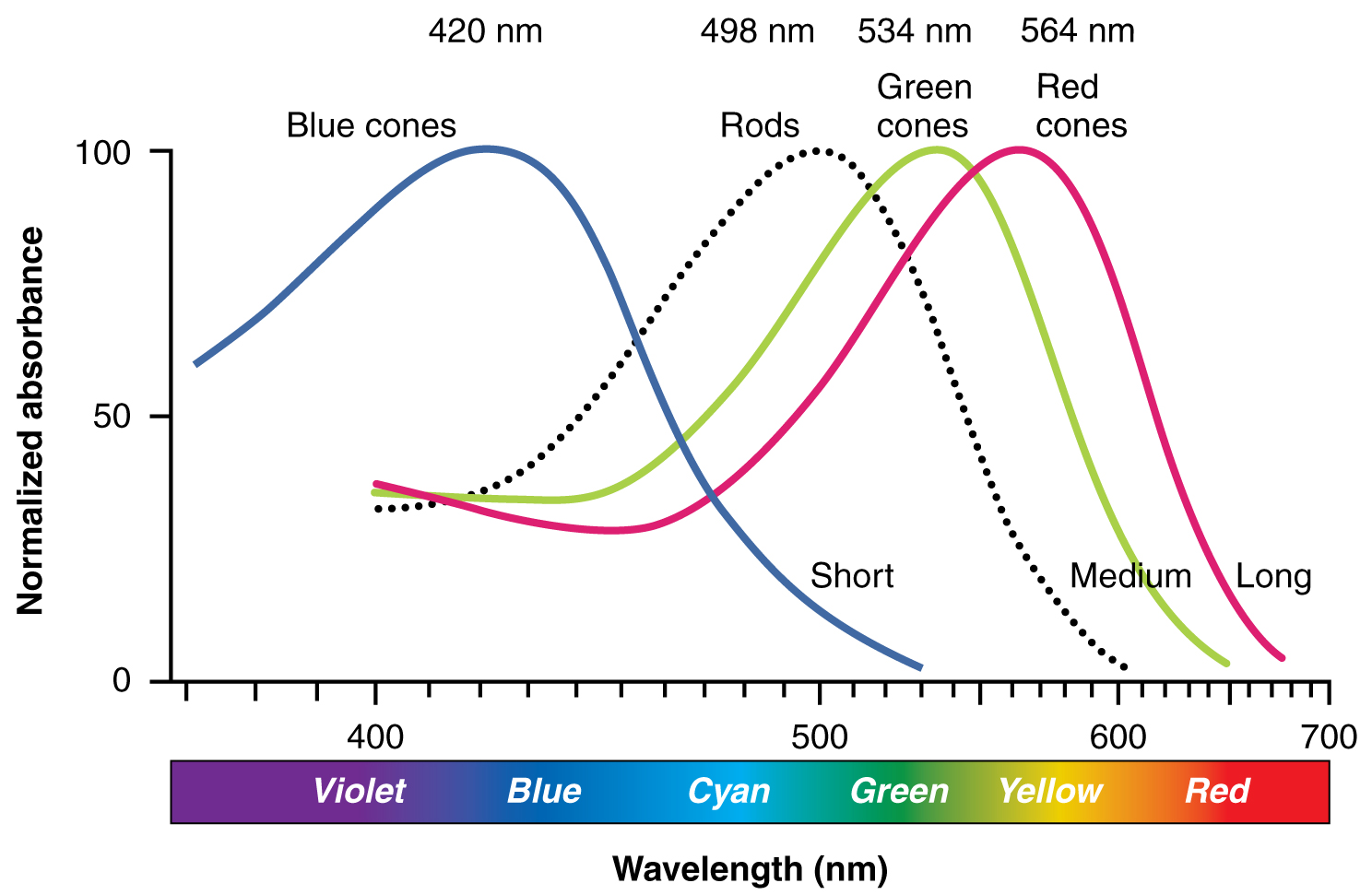Colour sensitivity of photopigments. Chart description available.