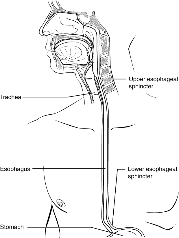 The esophagus. Image description available.