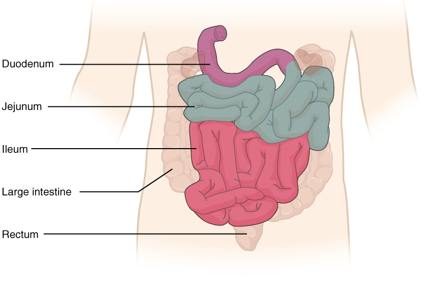 The small intestine. Image description available.