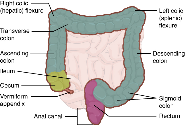 The large intestine. Image description available.