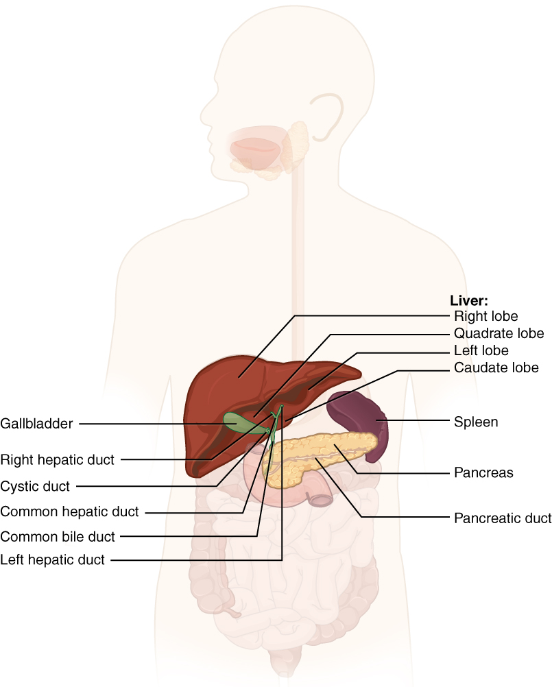 Accessory organs of the digestive system. Image description available.