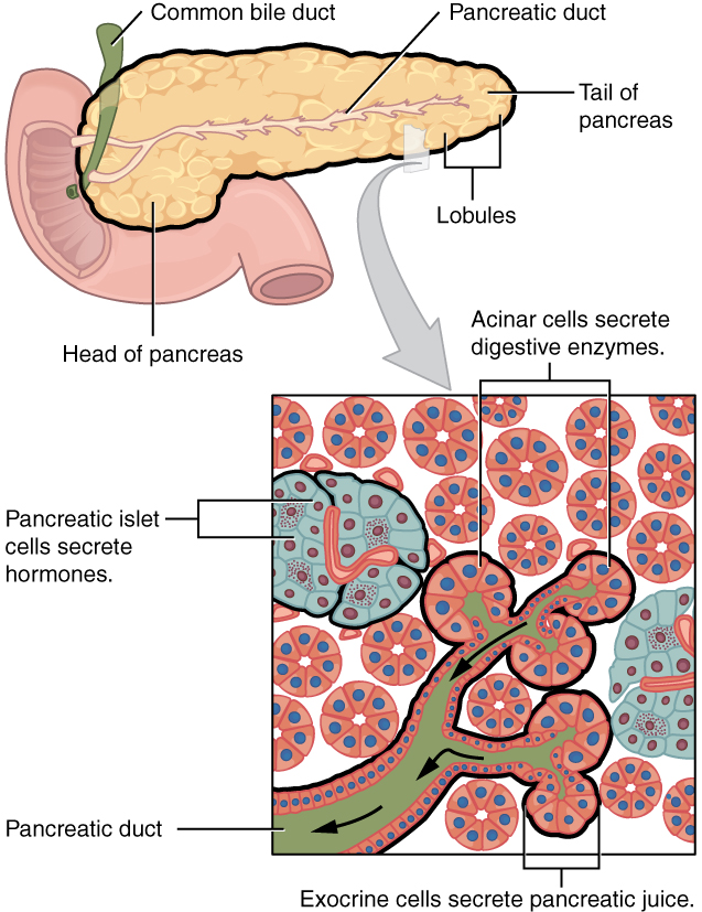 This figure shows the pancreas and its major parts. A magnified view of a small region of the pancreas shows the pancreatic islet cells, the acinar cells and the pancreatic duct.