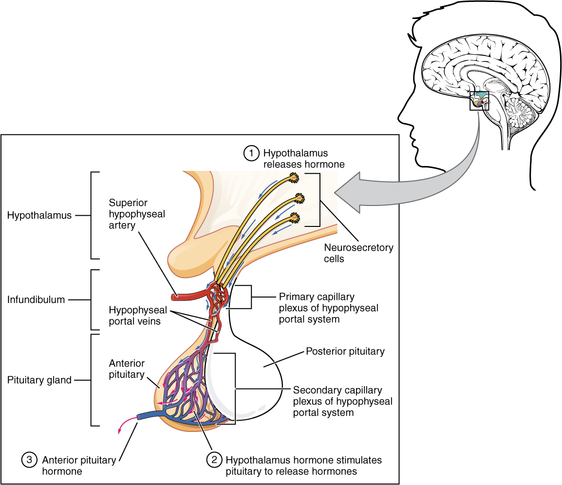 Hypothalamus and pituitary gland. Image description available.